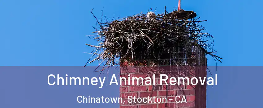 Chimney Animal Removal Chinatown, Stockton - CA