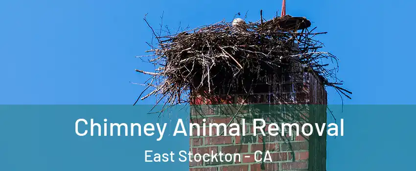 Chimney Animal Removal East Stockton - CA