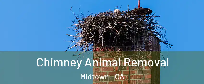 Chimney Animal Removal Midtown - CA