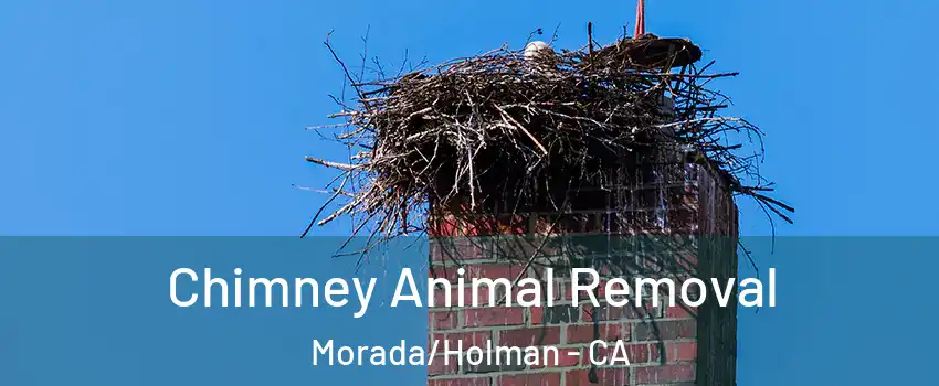 Chimney Animal Removal Morada/Holman - CA