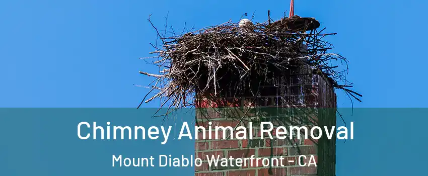 Chimney Animal Removal Mount Diablo Waterfront - CA