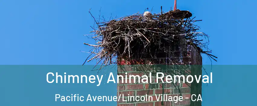 Chimney Animal Removal Pacific Avenue/Lincoln Village - CA