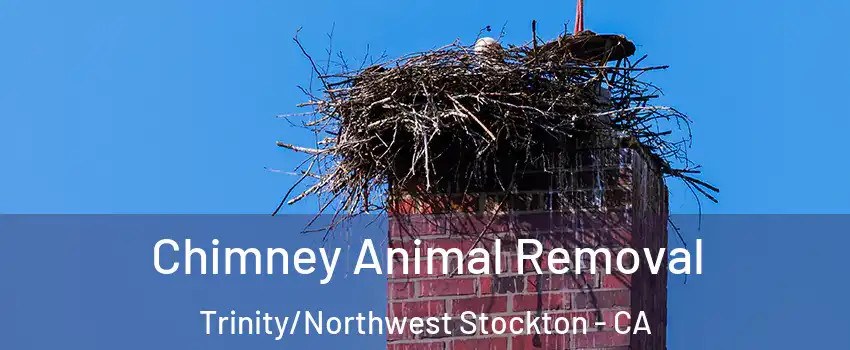 Chimney Animal Removal Trinity/Northwest Stockton - CA