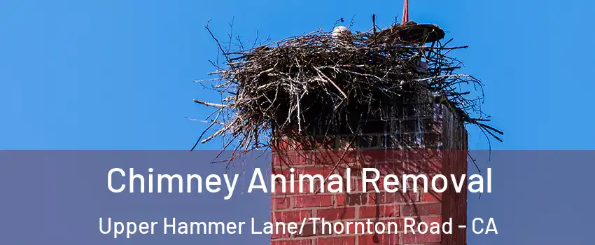 Chimney Animal Removal Upper Hammer Lane/Thornton Road - CA