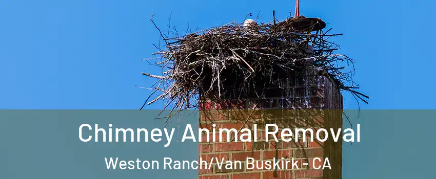 Chimney Animal Removal Weston Ranch/Van Buskirk - CA