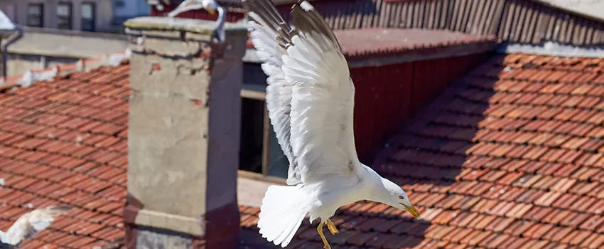 Residential Chimney Animal Removal Solution in Weston Ranch/Van Buskirk, CA